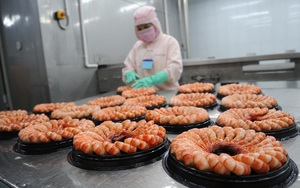 Đâu là lý do khiến chỉ duy nhất Trung Quốc tăng mua một loài thủy sản của Việt Nam? 