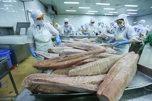 Lần đầu tiên, xuất khẩu cá ngừ cán đích 1 tỷ USD