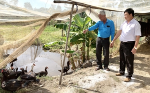 Nuôi loài vịt &quot;mặc áo hoa&quot;, con nào cũng to bự, đẻ trứng cũng to bự, nông dân Long An khá giả