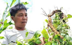 Vùng đất này ở Quảng Nam, dân đổi đời nhờ trồng một loại sâm quý dưới tán rừng già
