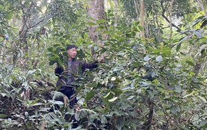 Dưới tán rừng Nà Mổ có 1.000 cây trà hoa vàng quý, ai phá phải nộp phạt, phải xin lỗi cả làng