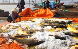 Loài cá quý hiếm, thơm ngon, bổ dưỡng dân nơi này ở Hà Tĩnh đi săn bắt được hàng tấn, thu tiền tỷ