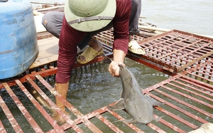Ở Phú Thọ, nuôi loài cá mệnh danh &quot;thủy quái&quot; sông Lô mà thu hơn nửa tỷ/năm