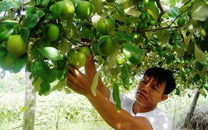 Vốn Quỹ HTND giúp nông dân trồng táo ở Khánh Hoà ứng dụng khoa học, tăng thu nhập