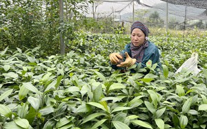 Đến khổ, cây quế giống "quá lứa lỡ thì" đếm không xuể, bán không ai mua, nông dân nơi này ở Lào Cai lo lắm