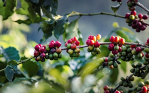 Giá cà phê Robusta tăng vọt, cà phê nội gần chạm mốc 43.000 đồng/kg