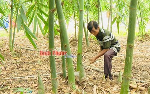 Đây là xã trồng nhiều tre lấy măng với diện tích lớn nhất tỉnh Bình Phước, nhà nào trồng nhà đó giàu lên