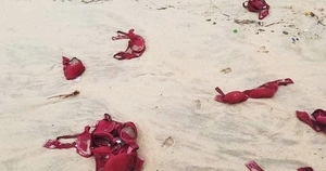Bất ngờ với hàng trăm áo ngực dạt vào bờ biển Quảng Ngãi