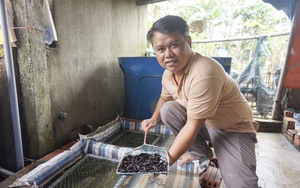 Quảng Nam: Nuôi lươn không bùn đẻ cơ man nào là trứng, chỉ bán giống mà ông nông dân có của ăn của để