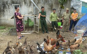 Nuôi con ăn bẩn trốn ánh sáng, ông nông dân tay ngang ở Lào Cai kiếm thêm bộn tiền