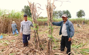 Giá mía đường tăng cao nhưng niềm vui của nông dân ở Ninh Thuận chưa trọn vẹn