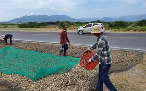 Thời tiết bất lợi, nông dân trồng kiệu Tết ở Khánh Hòa kém vui