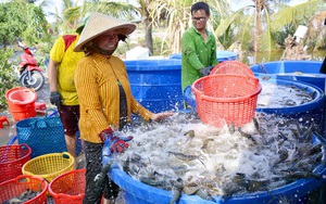 Tôm, cá Việt Nam chờ cơ hội bùng nổ đơn hàng ở thị trường Mỹ, Trung Quốc