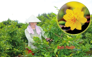 Bình Phước: Một chị tỷ phú nông dân bỏ vườn tiêu &quot;liều&quot; trồng mai vàng, bất ngờ thu hơn 1 tỷ