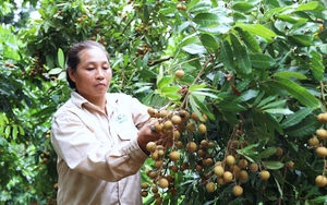 Nông dân vùng cao thay đổi tư duy làm nông nghiệp