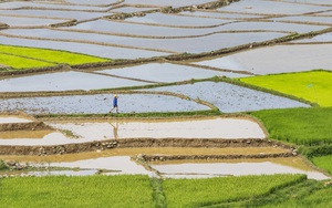 EVN sẵn sàng xả nước phục vụ gieo cấy vụ Đông Xuân năm 2022-2023