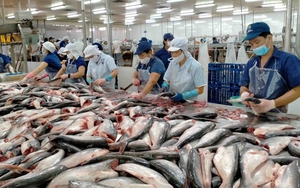 Điều gì đang chờ đợi các doanh nghiệp xuất khẩu cá tra ở thị trường Trung Quốc?