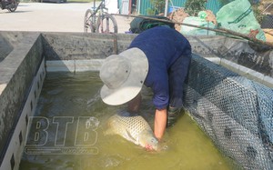 Nuôi cá ở Thái Bình, một nông dân bắt bán 100 tấn, có con cá chép giòn to nặng 7kg