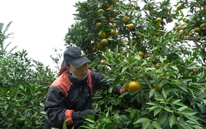 Tết đến sớm đúng vụ thu hoạch, nông dân trồng cam Văn Chấn phấn khởi sau một năm đại thắng