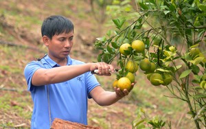 Sơn La: Đồng vốn Quỹ hỗ trợ nông dân giúp nông dân làm giàu