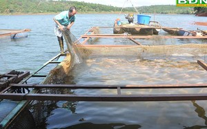 Dưới ao, trên hồ ở Đắk Nông cá trắm cỏ, cá diêu hồng đếm không xuể, vựa thu gom nói câu bất ngờ