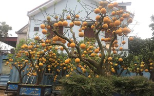 Thứ cây cảnh chưng Tết ở Nghệ An, lạ nhất khi người ta vặt sạch lá, chỉ thấy quả là quả, vàng ơi là vàng
