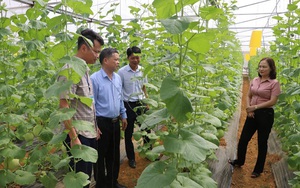 Có vốn Quỹ HTND, nông dân Yên Bái đầu tư trồng dưa Hàn Quốc trong nhà lưới