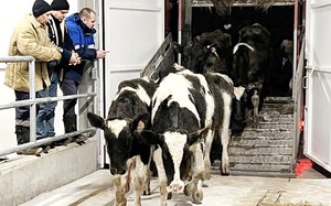 Chào năm mới 2023, Tập đoàn TH đón đàn bò sữa gần 2.400 con về liên bang Nga