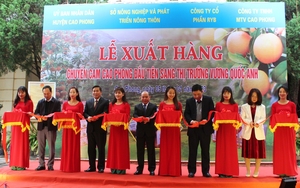 Hòa Bình: Xuất khẩu 7 tấn cam Cao Phong sang Vương quốc Anh