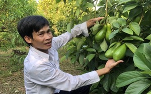 Ai đến xem vườn trồng bơ Booth của anh nông dân Bắc Giang cũng bất ngờ vì quá nhiều trái