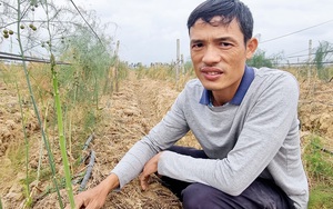 Anh nông dân Ninh Bình trồng "rau vua" ăn bổ dưỡng, cắt bán đắt như tôm tươi, thắng lớn