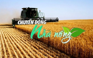 Chuyển động Nhà nông 8/1:Giá lương thực toàn cầu tăng gần 15% năm 2022