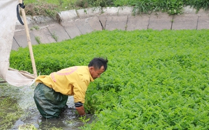 Loại rau ưa nước lại là thần dược cho gan, ngày Tết nhà nào cũng mua làm cỗ nên bán rất đắt hàng