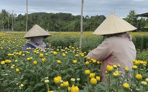 Làng hoa Tết lớn nhất Đồng Nai, nông dân chăm cây cứ chăm, thiên hạ chụp hình cứ chụp