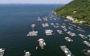 Thu lãi cao trăm triệu từ mô hình nuôi cá mú trân châu bằng lồng HDPE ở Kiên Giang