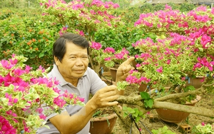 Tết Quý Mão, một làng ở Bến Tre tung ra thị trường 1 triệu cây hoa giấy, nhiều cây có 3 màu