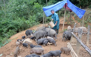 Đây là loại lợn leo đồi, chui rúc trong vườn đang bán đắt hàng sát tết ở Tuyên Quang
