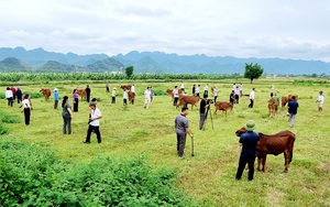 Ninh Bình: Trao bò giống cho người dân vùng dân tộc thiểu số và miền núi