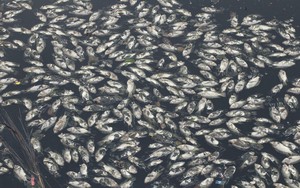 Hàng tấn cá chết nổi trắng hào thành cổ Vinh ở Nghệ An, bốc mùi hôi thối nồng nặc