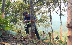 Trồng loại cây thẳng tuột thơm lừng, bán từ vỏ đến lá, dân ở một huyện của Quảng Nam đổi đời