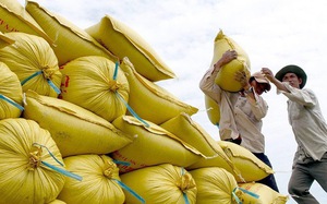 Một nước Đông Nam Á cần thêm 1,5 triệu tấn, giá một loại nông sản chủ lực của Việt Nam bất ngờ tăng vọt