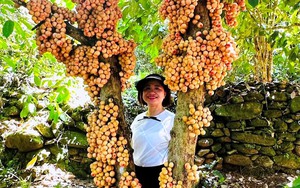 Về một làng cổ nổi tiếng Quảng Nam ngắm vườn trái cây đủ màu xanh, đỏ, tím, vàng