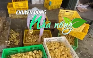 Chuyển động Nhà nông 11/10: Hà Nội đấu tranh, xử lý nghiêm việc vận chuyển, buôn bán gia cầm trái phép