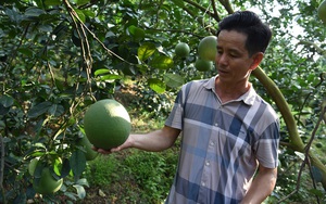 Vườn cam, bưởi hữu cơ đẹp như phim của Nông dân Việt Nam xuất sắc 2023 đến từ Bắc Giang
