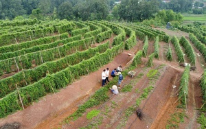 Bắc Giang: Đẩy mạnh phát triển HTX trong tái cơ cấu ngành nông nghiệp và xây dựng nông thôn mới
