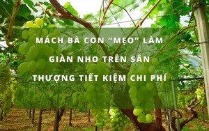 SỔ TAY NHÀ NÔNG: Mách bà con cách làm giàn cho cây nho sữa tiết kiệm chi phí