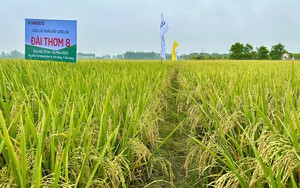 Vì sao giống lúa Đài Thơm 8 được nông dân Bắc Giang ưa chuộng, giá bán lên đến 1 triệu đồng/tạ