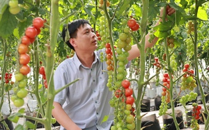 Bắt tay với 100 hộ nông dân, 8X quê Hà Tĩnh đưa nông sản Đà Lạt vào siêu thị khắp nước