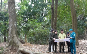 Yên Châu: Thực hiện tốt công tác bảo vệ rừng và PCCCR