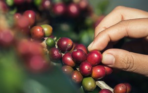 Giá cà phê ngày 13/10: Tồn kho giảm sâu, giá cà phê quay đầu tăng
